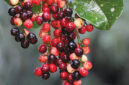  Gambar Buah Buni | f. Shutterstock