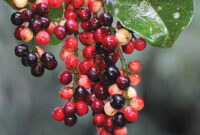  Gambar Buah Buni | f. Shutterstock