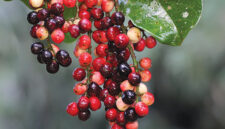  Gambar Buah Buni | f. Shutterstock