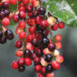  Gambar Buah Buni | f. Shutterstock