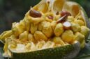 Buah cempedak, yang kerap dianggap mirip dengan nangka, ternyata menyimpan segudang manfaat bagi kesehatan tubuh | f. Istimewa