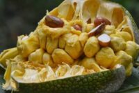 Buah cempedak, yang kerap dianggap mirip dengan nangka, ternyata menyimpan segudang manfaat bagi kesehatan tubuh | f. Istimewa