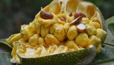 Buah cempedak, yang kerap dianggap mirip dengan nangka, ternyata menyimpan segudang manfaat bagi kesehatan tubuh | f. Istimewa