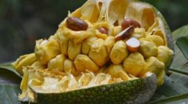 Buah cempedak, yang kerap dianggap mirip dengan nangka, ternyata menyimpan segudang manfaat bagi kesehatan tubuh | f. Istimewa