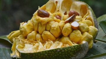 Buah cempedak, yang kerap dianggap mirip dengan nangka, ternyata menyimpan segudang manfaat bagi kesehatan tubuh | f. Istimewa