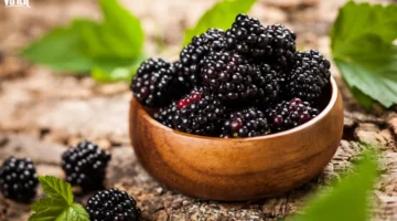 Buah BlackBerry | f. Vinut
