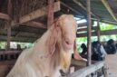 Hewan Qurban di Kandang milik Ben Agusmar 
