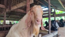 Hewan Qurban di Kandang milik Ben Agusmar 