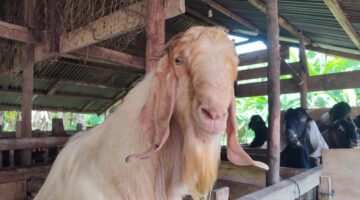Hewan Qurban di Kandang milik Ben Agusmar 