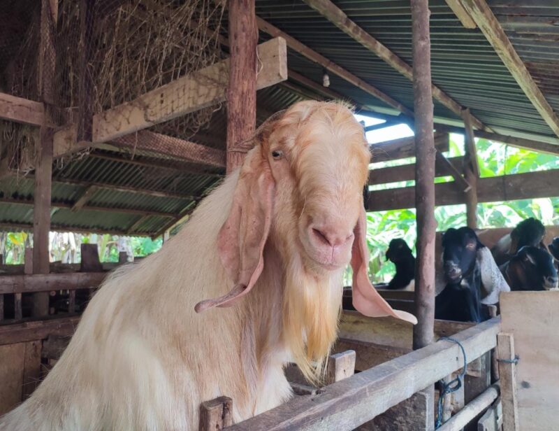 Hewan Qurban di Kandang milik Ben Agusmar 