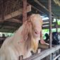 Hewan Qurban di Kandang milik Ben Agusmar 