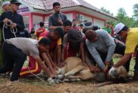 Polres Lingga Laksanakan Pemotongan Hewan Kurban pada Idul Adha 1446 H Tahun 2025 | f. Humas Polres Lingga