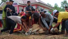 Polres Lingga Laksanakan Pemotongan Hewan Kurban pada Idul Adha 1446 H Tahun 2025 | f. Humas Polres Lingga