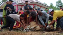 Polres Lingga Laksanakan Pemotongan Hewan Kurban pada Idul Adha 1446 H Tahun 2025 | f. Humas Polres Lingga