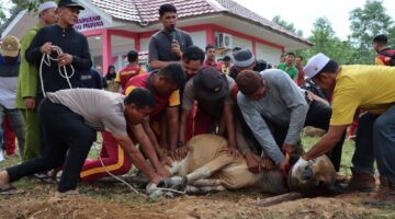 Polres Lingga Laksanakan Pemotongan Hewan Kurban pada Idul Adha 1446 H Tahun 2025 | f. Humas Polres Lingga