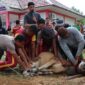 Polres Lingga Laksanakan Pemotongan Hewan Kurban pada Idul Adha 1446 H Tahun 2025 | f. Humas Polres Lingga