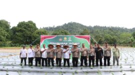 Polres Lingga Turun ke Lahan: Tanam Jagung Serentak Dukung Ketahanan Pangan Nasional | f. Red