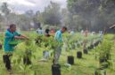 Lahan Kosong Disulap Jadi Kebun Cabai: Singkep Barat Panen Perdana 22 Kilogram Cabai Rawit | f. Red