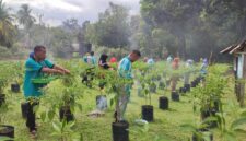 Lahan Kosong Disulap Jadi Kebun Cabai: Singkep Barat Panen Perdana 22 Kilogram Cabai Rawit | f. Red