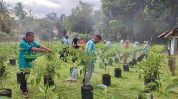 Lahan Kosong Disulap Jadi Kebun Cabai: Singkep Barat Panen Perdana 22 Kilogram Cabai Rawit | f. Red