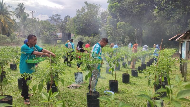 Lahan Kosong Disulap Jadi Kebun Cabai: Singkep Barat Panen Perdana 22 Kilogram Cabai Rawit | f. Red