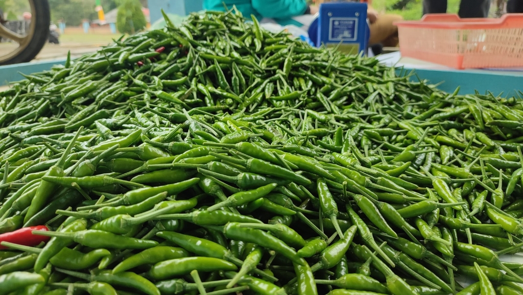 Lahan Kosong Disulap Jadi Kebun Cabai: Singkep Barat Panen Perdana 22 Kilogram Cabai Rawit | f. Red
