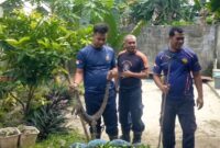 Biawak 1 Meter Masuk Rumah Warga Dabo Singkep, Damkar Lingga Lakukan Evakuasi | f. Red