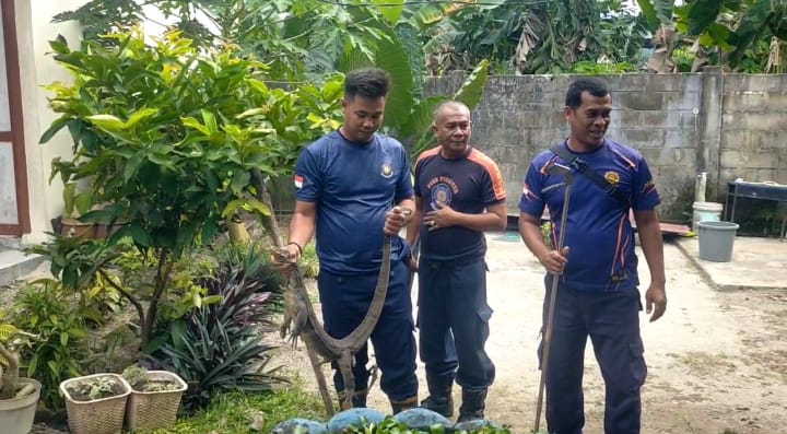 Biawak 1 Meter Masuk Rumah Warga Dabo Singkep, Damkar Lingga Lakukan Evakuasi | f. Red