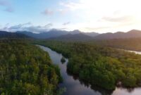 kawasan hutan mangrove Desa Resun, Kabupaten Lingga | f. Istimewa