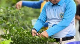 Kepala Barenlitbang Kab. Lingga terlihat terlihat antusias melakukan panen perdana cabai rawit memanfaatkan lahan kantor | f. Red