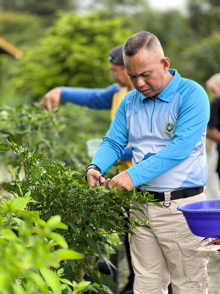 Kepala Barenlitbang Kab. Lingga terlihat terlihat antusias melakukan panen perdana cabai rawit memanfaatkan lahan kantor | f. Red