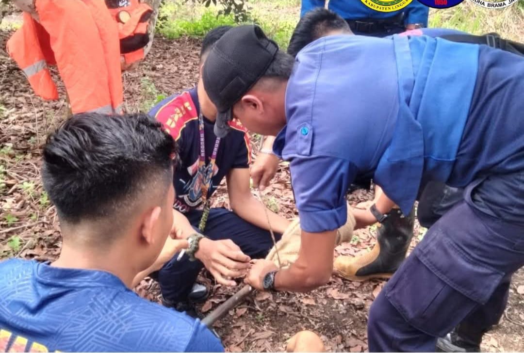 Evakuasi Dramatis! Damkar Lingga Berhasil Amankan Dua Sarang Tawon Raksasa yang Mengancam Keselamatan Warga | f. Red