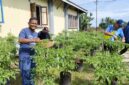 Panen Cabe Rawit Ketiga, Disperindagkop UMKM Lingga Kembali Catat Hasil Melesat Capai 33 Kg | f. Redaksi