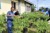 Panen Cabe Rawit Ketiga, Disperindagkop UMKM Lingga Kembali Catat Hasil Melesat Capai 33 Kg | f. Redaksi