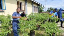 Panen Cabe Rawit Ketiga, Disperindagkop UMKM Lingga Kembali Catat Hasil Melesat Capai 33 Kg | f. Redaksi