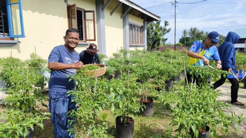 Panen Cabe Rawit Ketiga, Disperindagkop UMKM Lingga Kembali Catat Hasil Melesat Capai 33 Kg | f. Redaksi