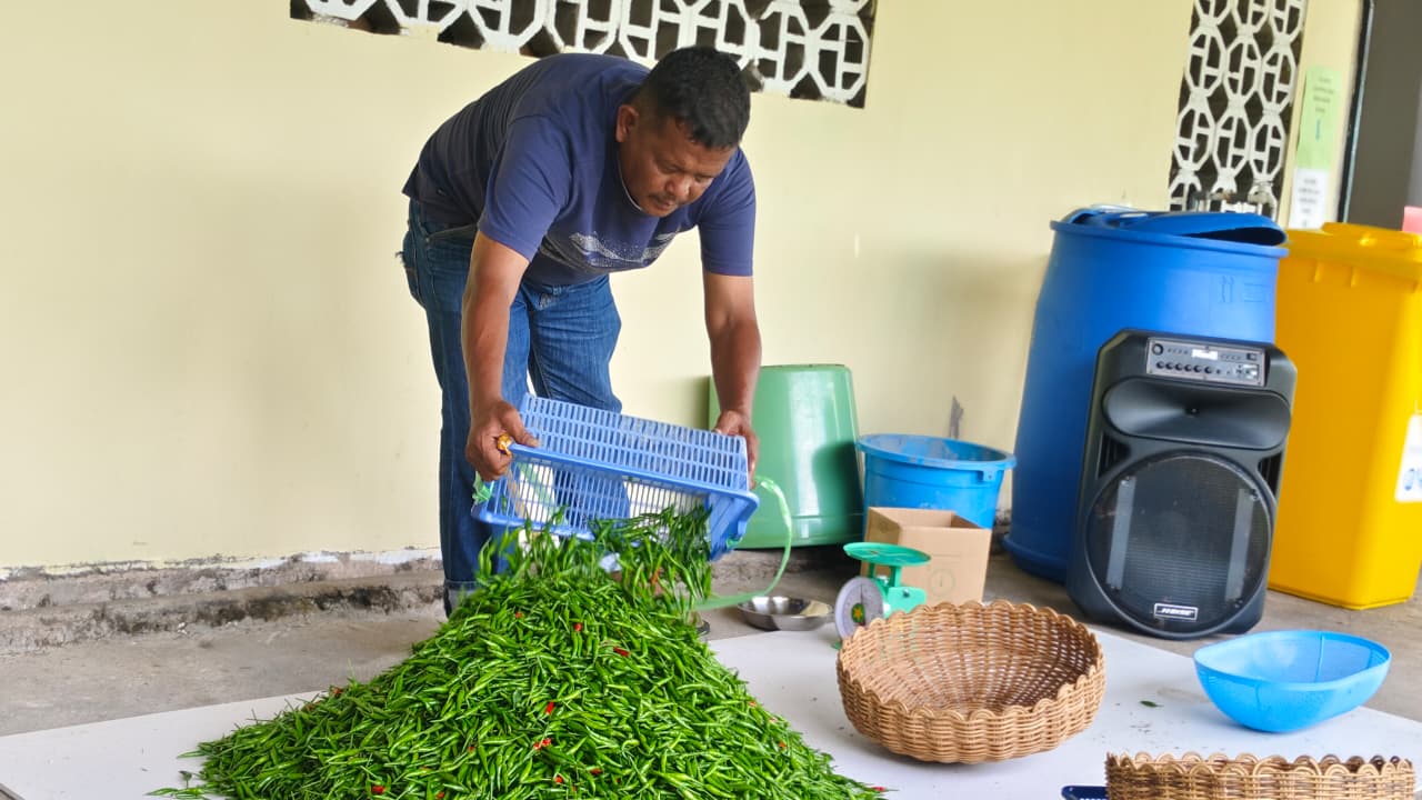 Panen Cabe Rawit Ketiga, Disperindagkop UMKM Lingga Kembali Catat Hasil Melesat Capai 33 Kg | f. Redaksi