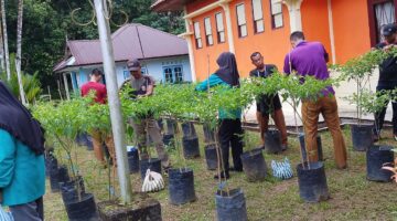Hebat! Kecamatan Singkep Barat Kembali Panen Cabai Rawit 26 Kg, Bukti Nyata Ketahanan Pangan yang Menginspirasi | f. Redaksi