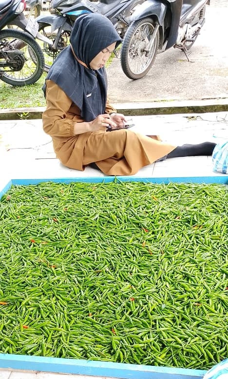 Hebat! Kecamatan Singkep Barat Kembali Panen Cabai Rawit 26 Kg, Bukti Nyata Ketahanan Pangan yang Menginspirasi | f. Redaksi