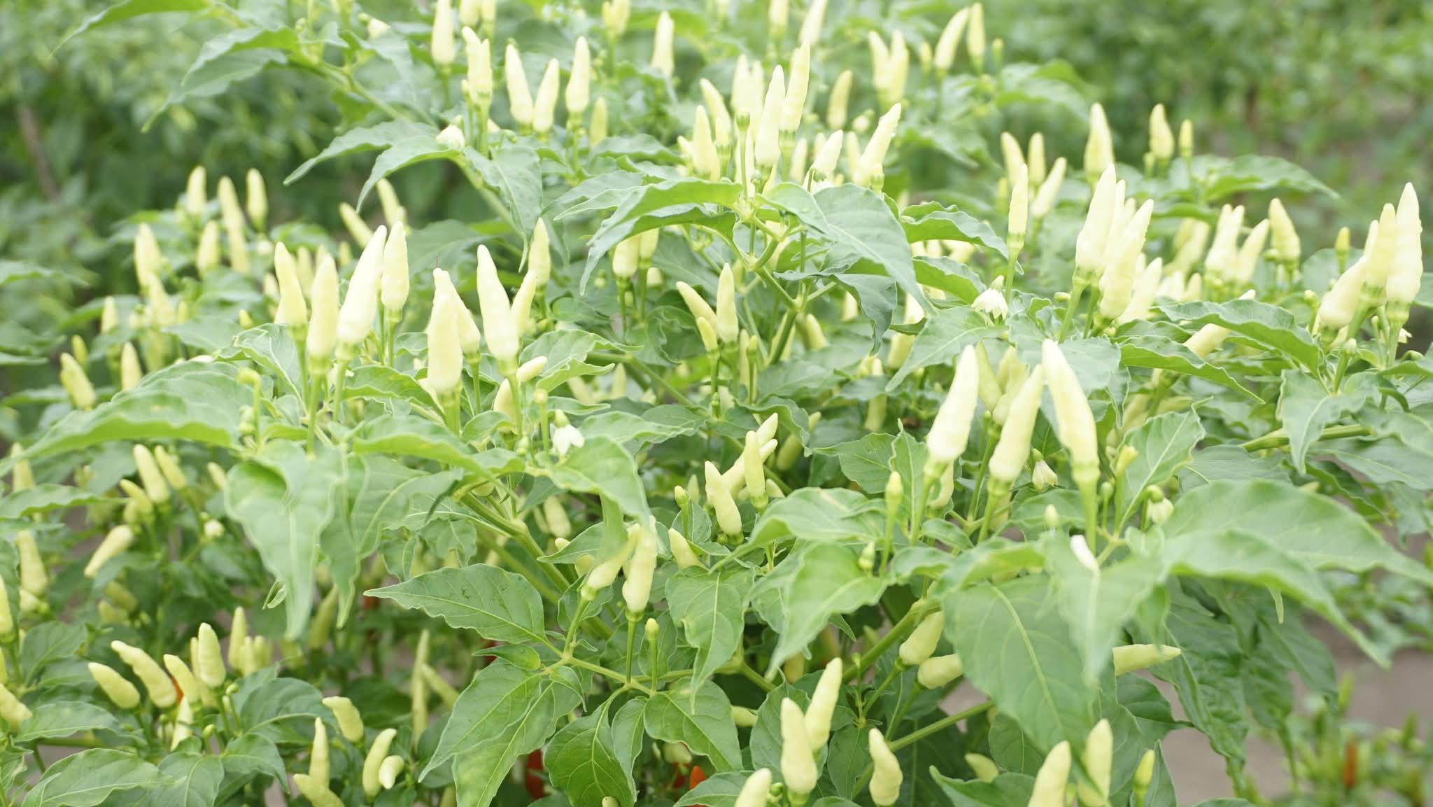 1.700 Pohon Cabai Rawit di Marok Tua, Dorong Kemandirian Pangan dan Sinergi dengan Program MBG | f. Diskominfo Lingga