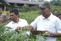 Wakil Bupati Lingga Panen Perdana 1.700 Pohon Cabai Rawit di Marok Tua, Dorong Kemandirian Pangan dan Sinergi dengan Program MBG | f. Diskominfo Lingga