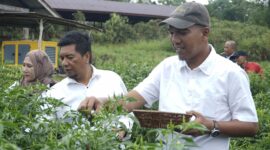 Wakil Bupati Lingga Panen Perdana 1.700 Pohon Cabai Rawit di Marok Tua, Dorong Kemandirian Pangan dan Sinergi dengan Program MBG | f. Diskominfo Lingga