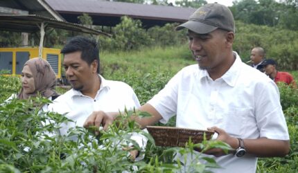 Wakil Bupati Lingga Panen Perdana 1.700 Pohon Cabai Rawit di Marok Tua, Dorong Kemandirian Pangan dan Sinergi dengan Program MBG | f. Diskominfo Lingga