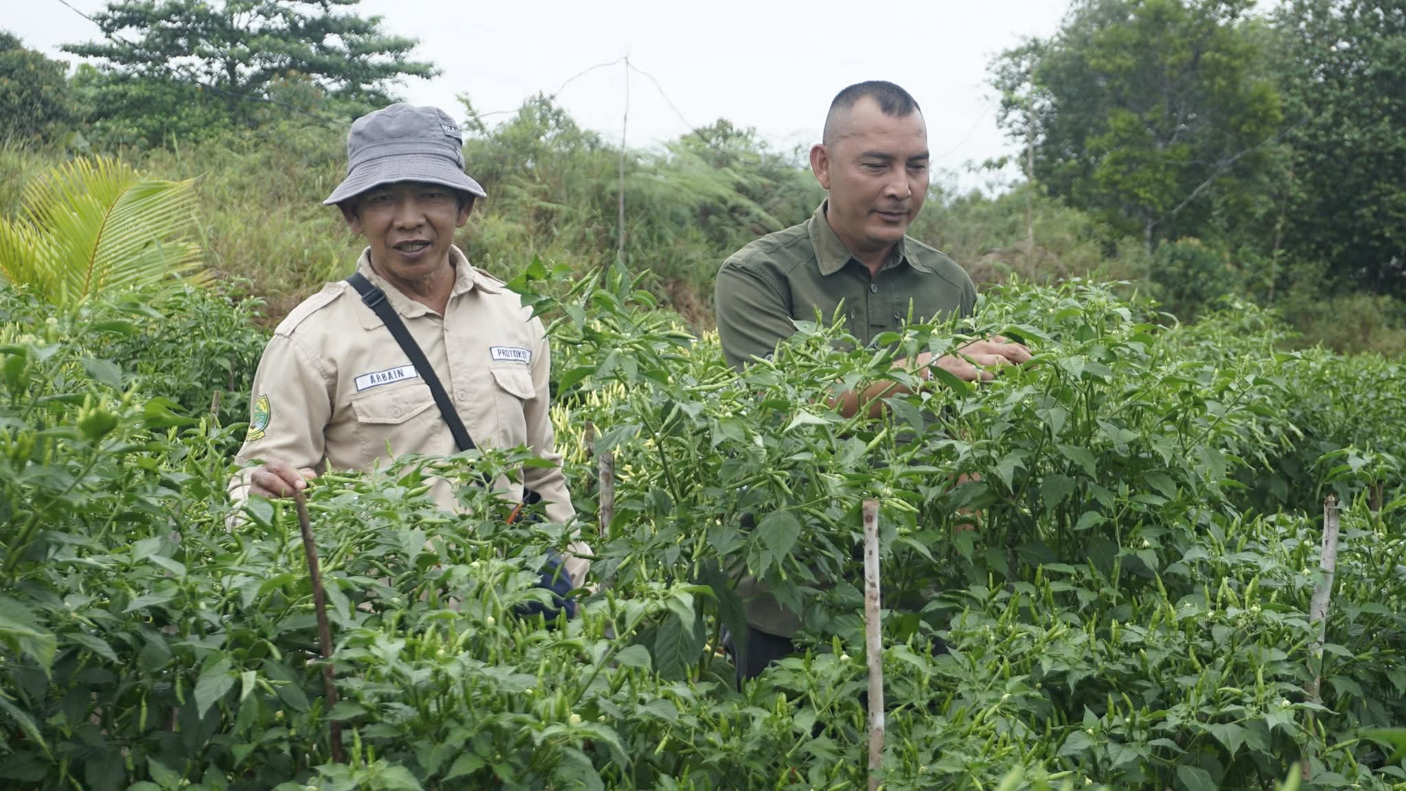 Panen Perdana 1.700 Pohon Cabai Rawit di Marok Tua, Dorong Kemandirian Pangan dan Sinergi dengan Program MBG | f. Diskominfo Lingga
