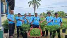 Fantastis! Disperindagkop UMKM Lingga Catat Panen ke-5 Cabai Rawit Mencapai 60 Kg | f. Redaksi