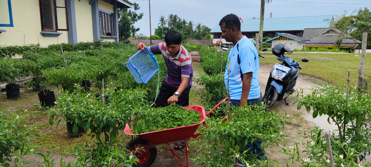 Fantastis! Disperindagkop UMKM Lingga Catat Panen ke-5 Cabai Rawit Mencapai 60 Kg | f. Redaksi