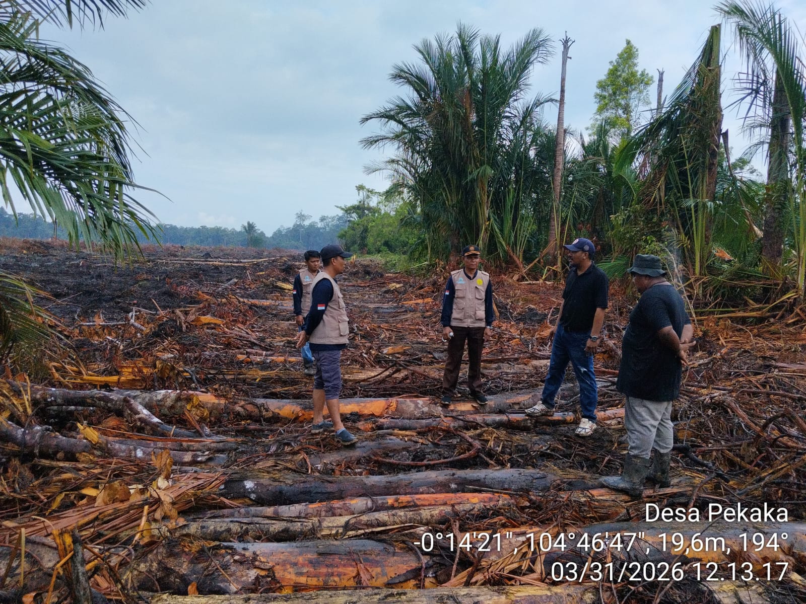 Polemik lahan sagu di Desa Pekaka, Lingga Timur, memicu reaksi keras warga. PT CSA klaim tidak sengaja, sementara Pemda Lingga menghentikan land clearing dan minta pemulihan lahan | f. Redaksi