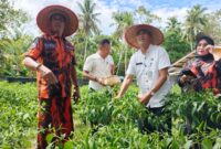 Gerakan tanam cabai Pemuda Pancasila Lingga di Kecamatan Singkep membuahkan panen perdana | f. Wandy