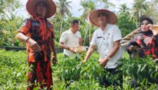 Gerakan tanam cabai Pemuda Pancasila Lingga di Kecamatan Singkep membuahkan panen perdana | f. Wandy