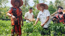 Gerakan tanam cabai Pemuda Pancasila Lingga di Kecamatan Singkep membuahkan panen perdana | f. Wandy